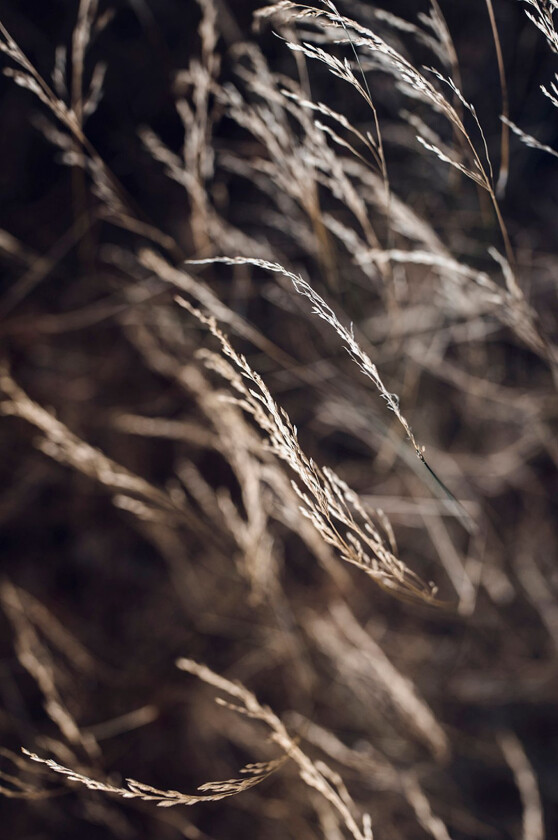 Poster Mellow grasses 7, Brun