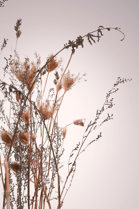 Poster Everlasting, Beige