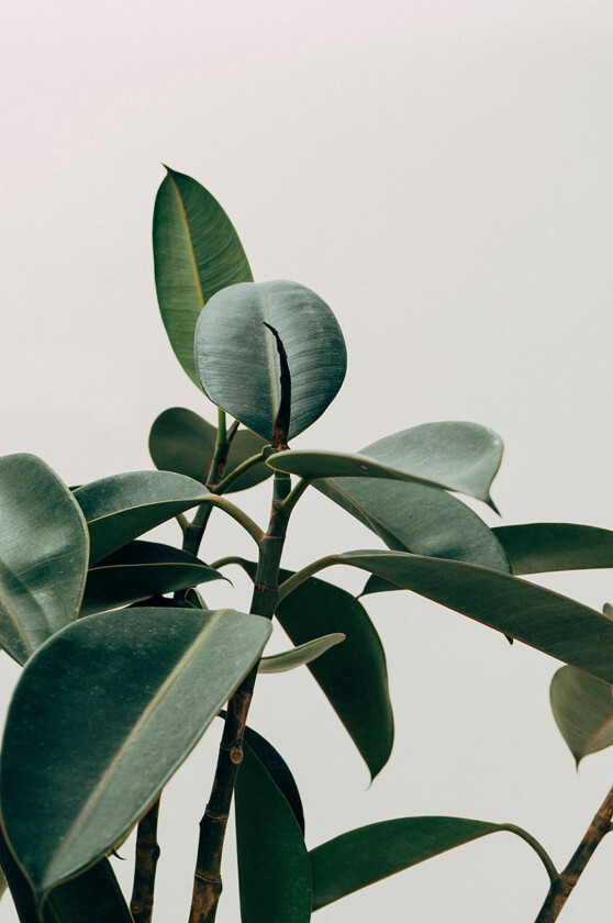 Poster Ecologique, Grønn