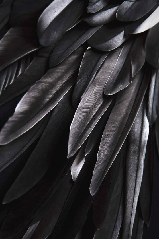 Poster Black wing, Svart