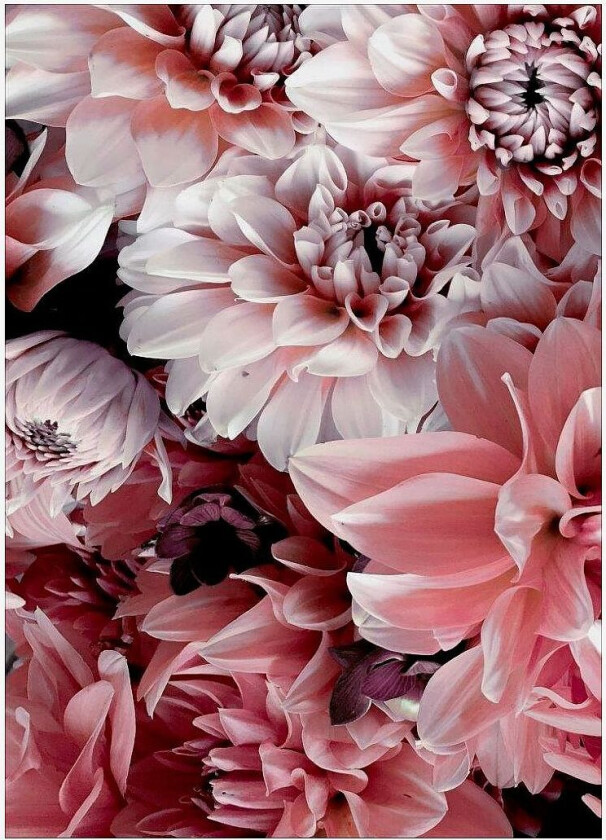 Poster Opulent 8, Rosa