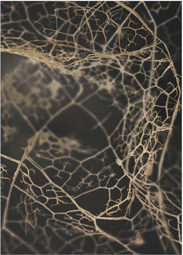 Poster Leaf skeleton dark, Svart