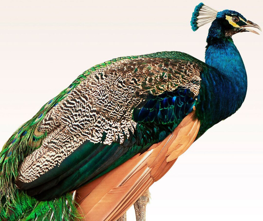 Poster Peacock On Beige, Flerfarget