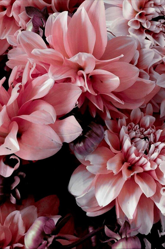 Poster Opulent 9, Rosa