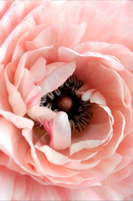 Poster Opulent 6, Rosa