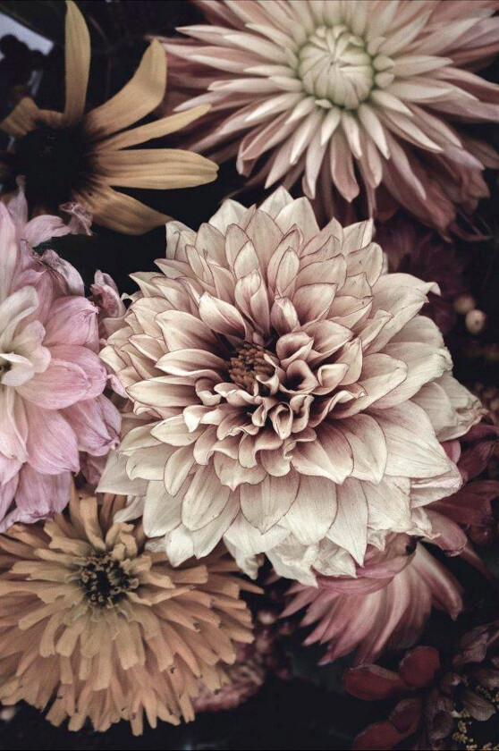 Poster Opulent 5, Rosa