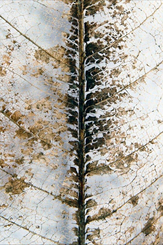 Poster Close Up, Beige