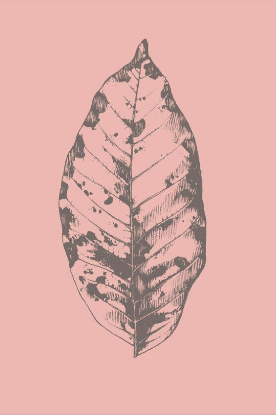 Poster Botanica 1, Rosa