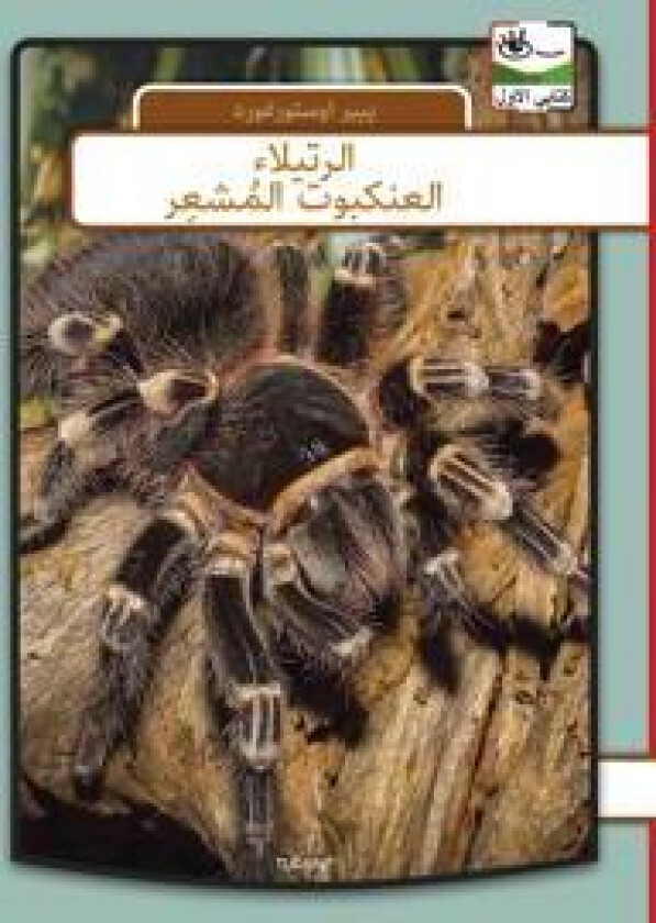 Fugleedderkop - arabisk