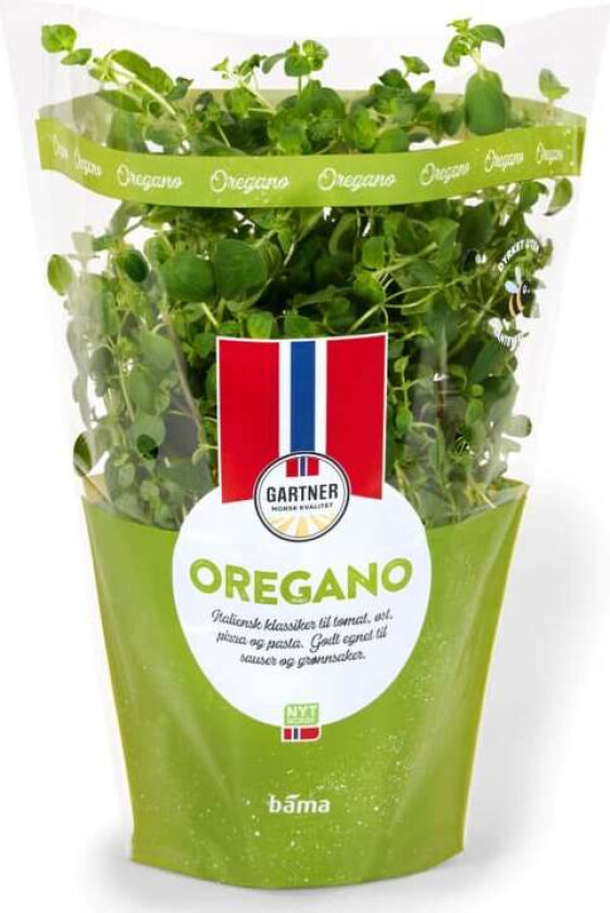 Oregano 12cm Stor Potte