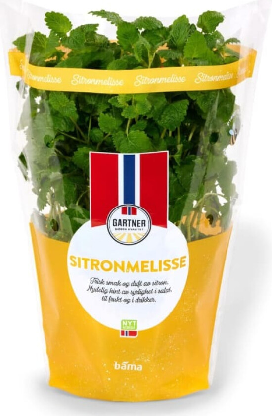 Sitronmelisse 12cm Stor Potte