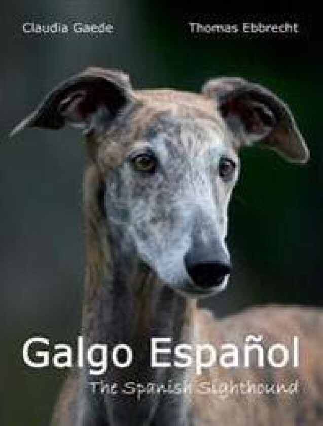 Galgo Espanol