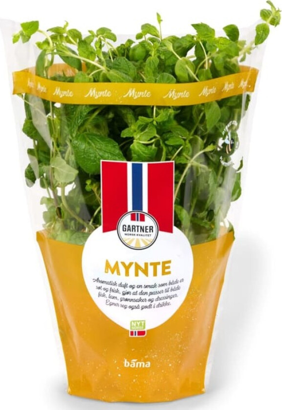 Mynte 12cm Stor Potte