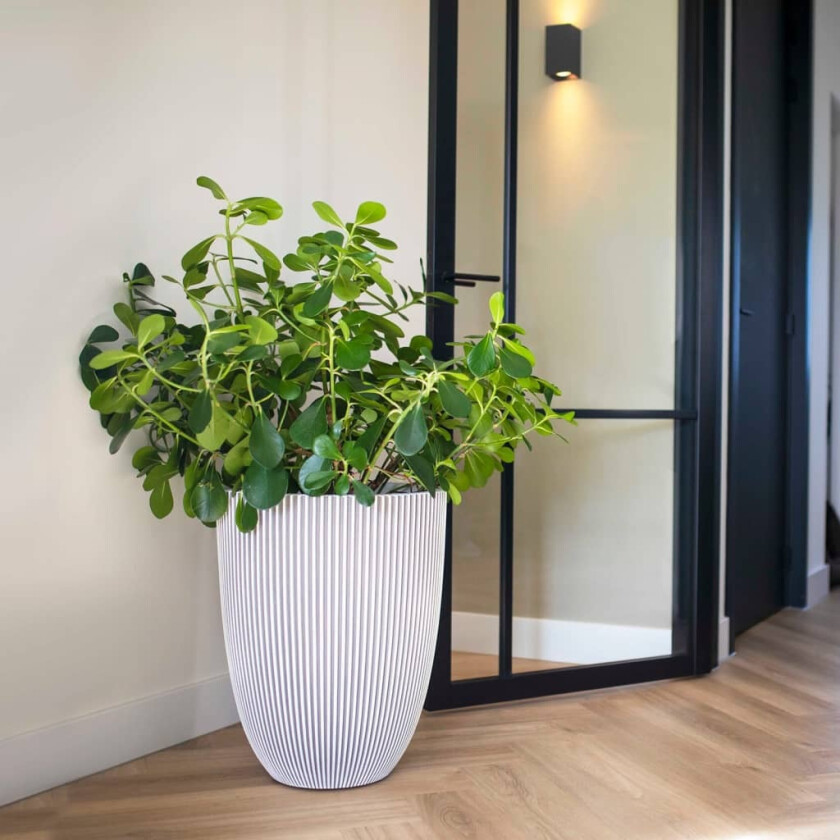 Vase elegant Groove 46x58 elfenben