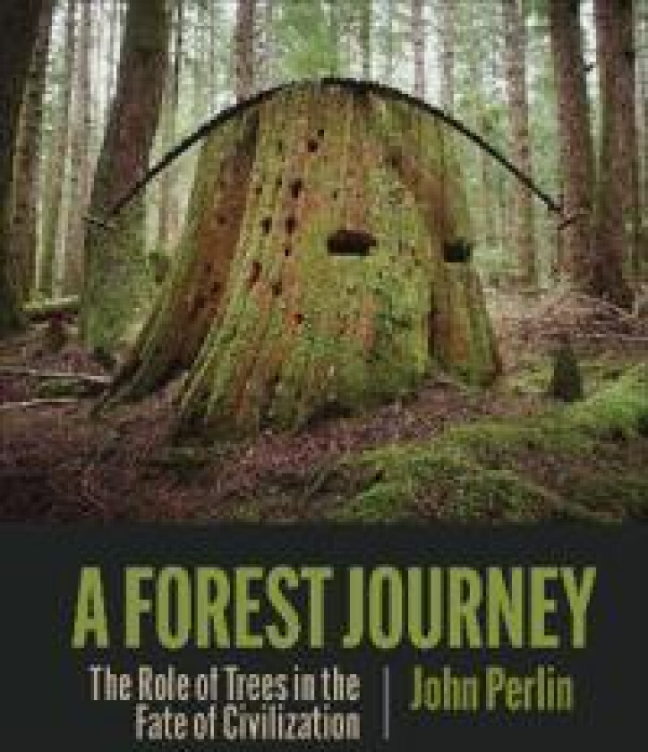 The Forest Journey