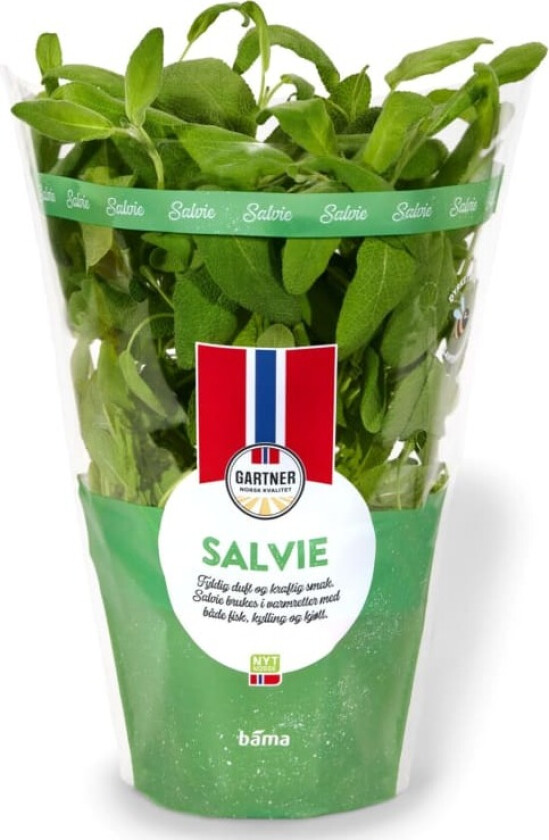 Salvie 12cm Stor Potte