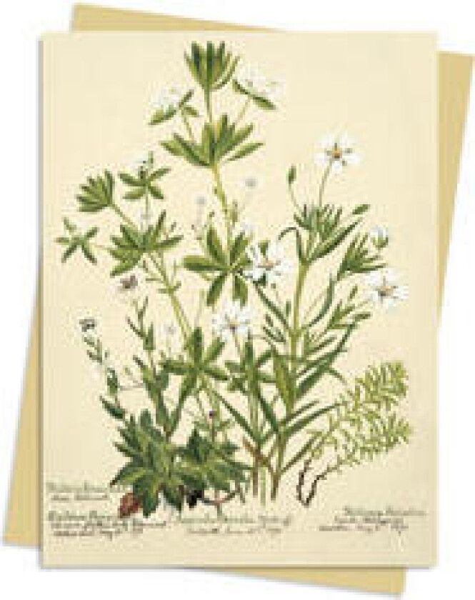 RBGE: Charlotte Cowan Pearson: Stitchworts, Woodruff and Pepperwort Greeting Card Pack