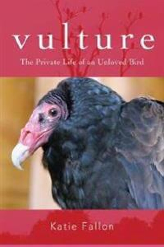 Vulture – The Private Life of an Unloved Bird