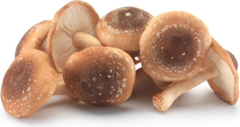 Sopp Shitake