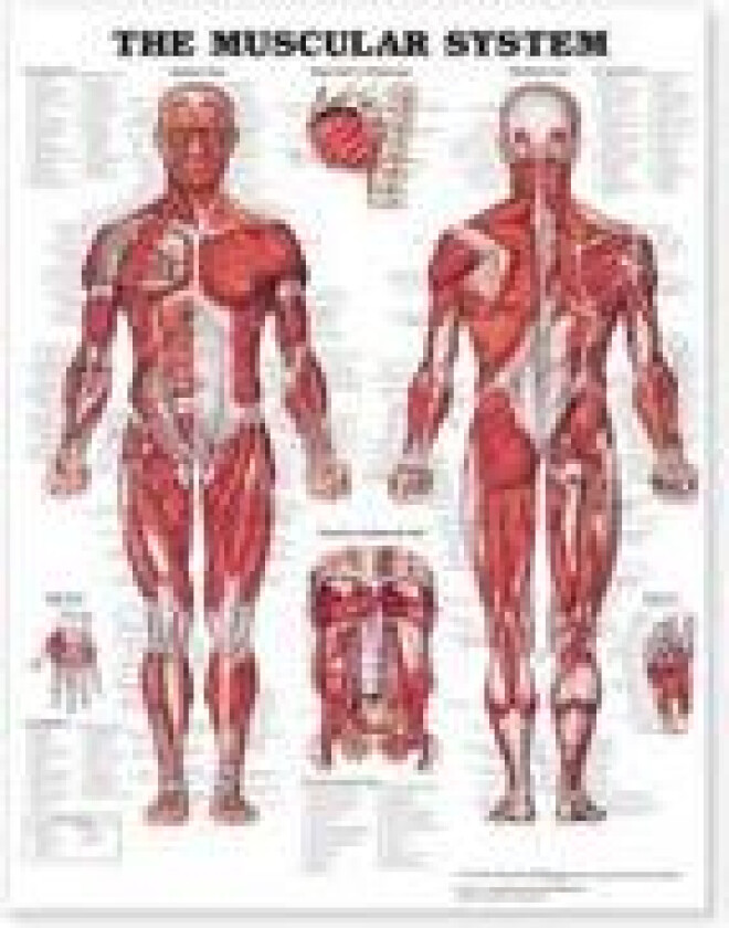 The Muscular System Giant Chart