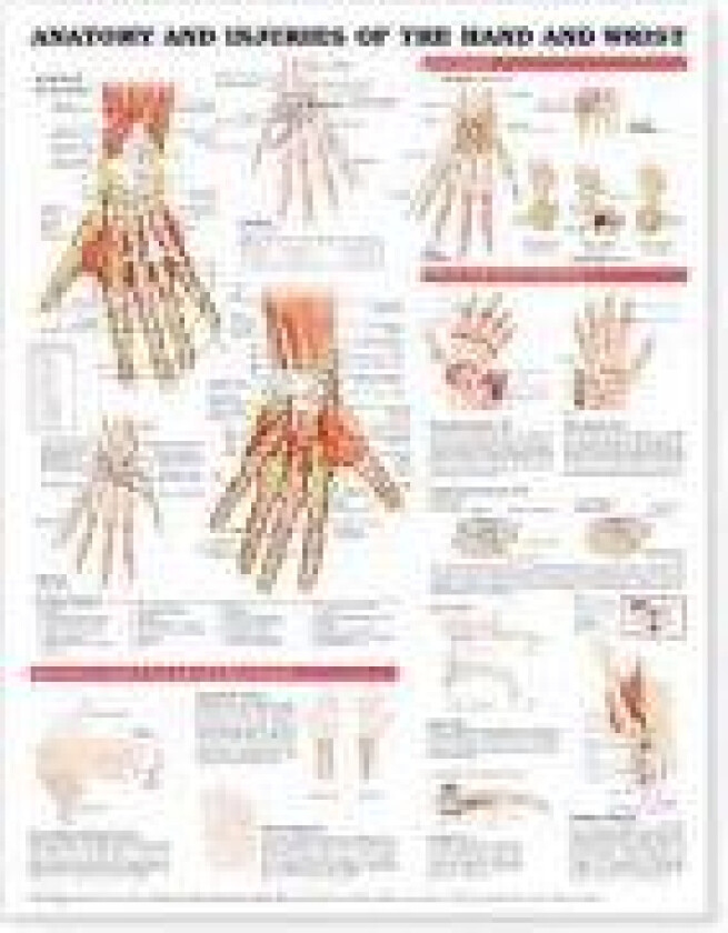 Anatomy and Injuries of the Hand and Wrist Anatomical Chart