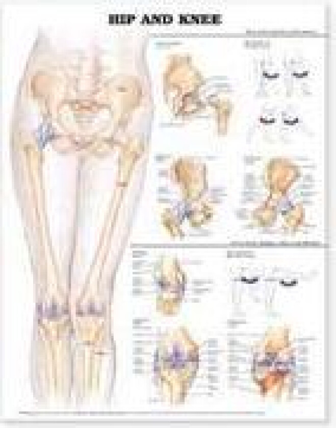 Hip and Knee Anatomical Chart