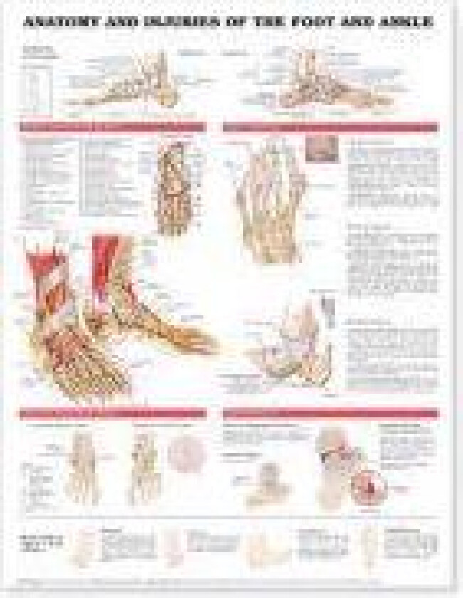 Anatomy and Injuries of the Foot and Ankle