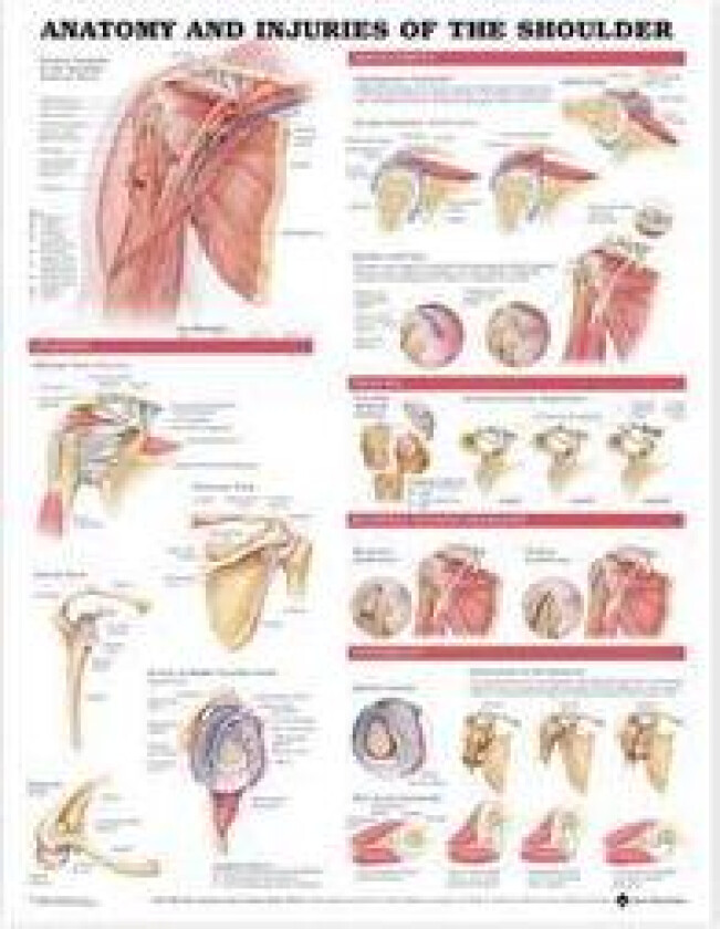 Anatomy and Injuries of the Shoulder Anatomical Chart