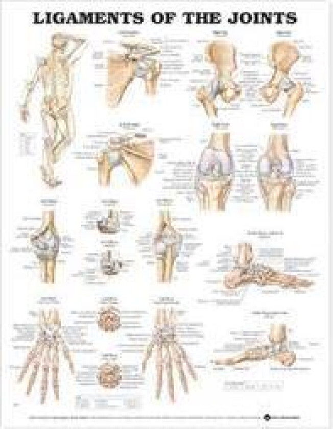 Ligaments of the Joints Anatomical Chart