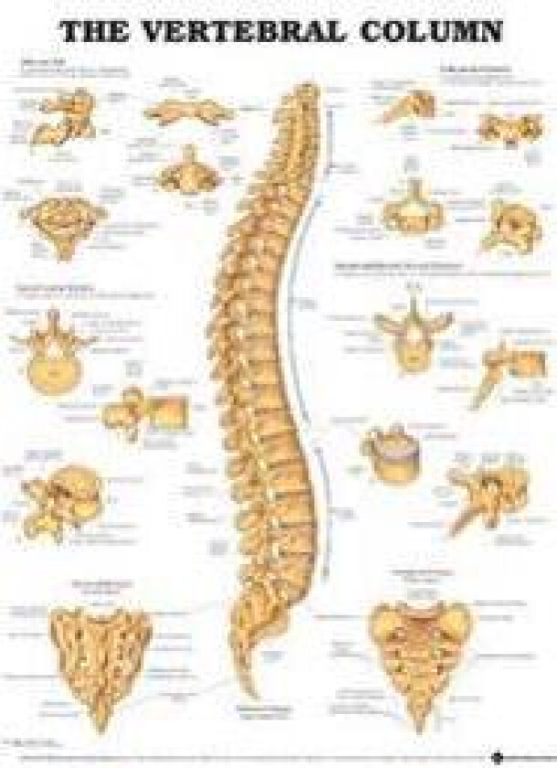 The Vertebral Column Anatomical Chart