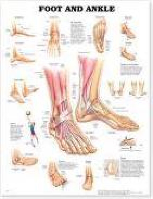 Foot and Ankle Anatomical Chart
