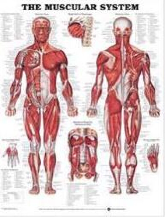 The Muscular System Anatomical Chart