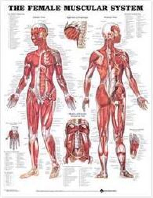 The Female Muscular System Anatomical Chart