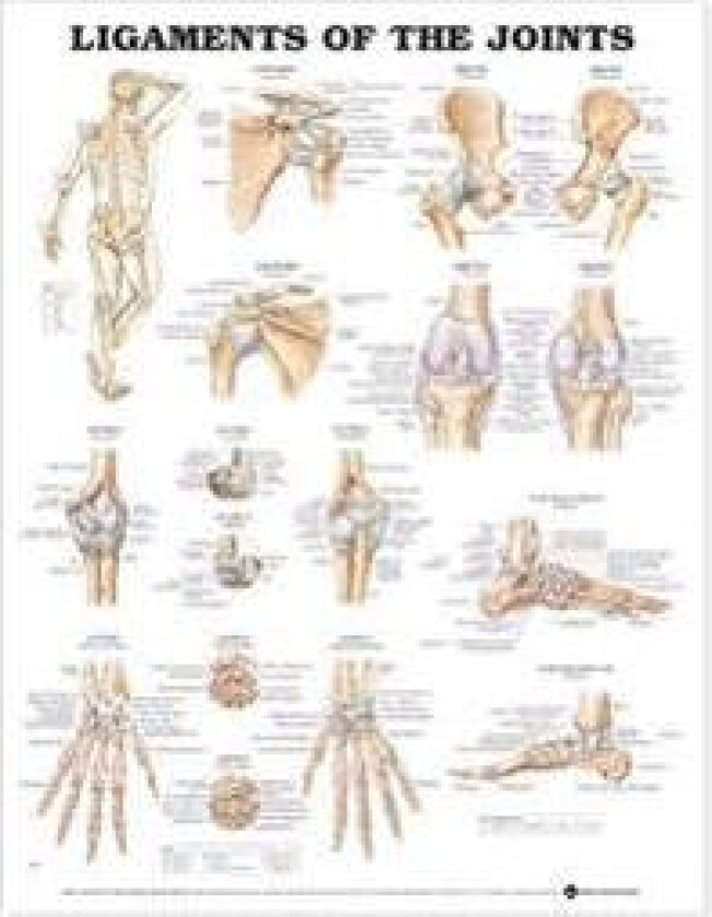 Ligaments of the Joints Anatomical Chart