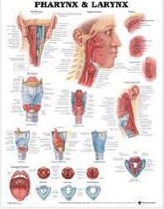 Pharynx & Larynx Anatomical Chart