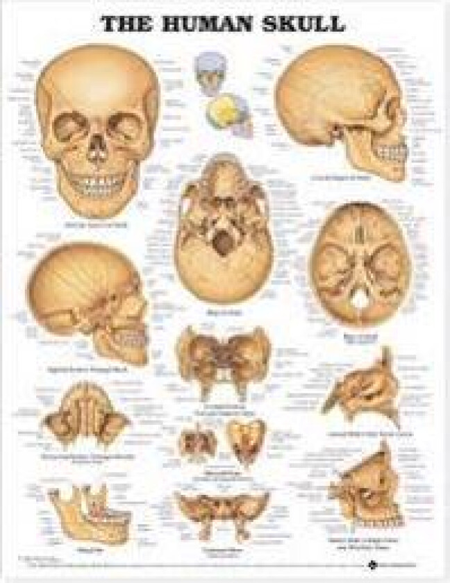 The Human Skull Anatomical Chart