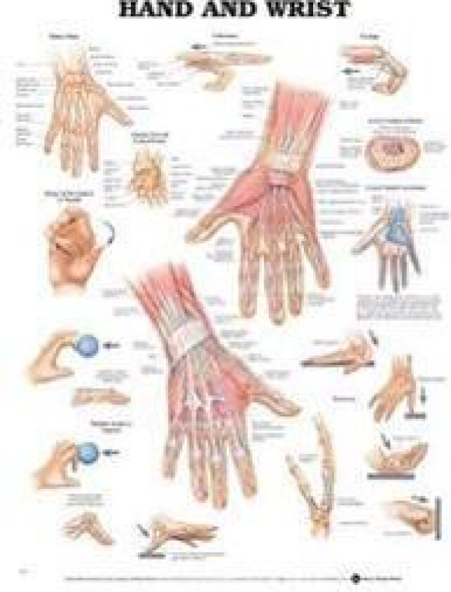 Hand and Wrist Anatomical Chart
