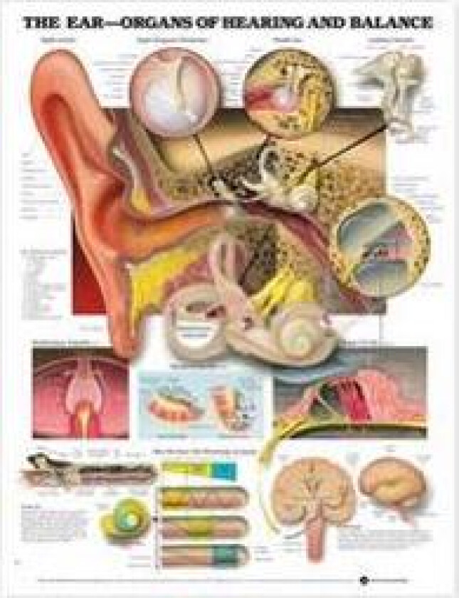 The Ear: Organs of Hearing and Balance Anatomical Chart