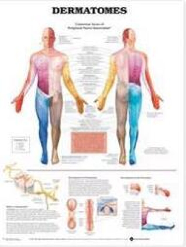 Dermatomes Anatomical Chart