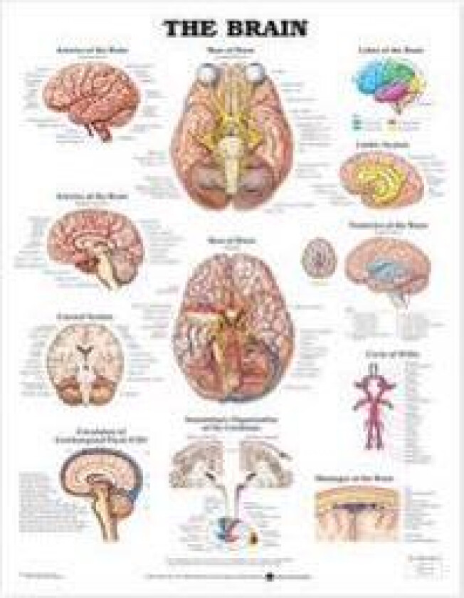 The Brain Anatomical Chart