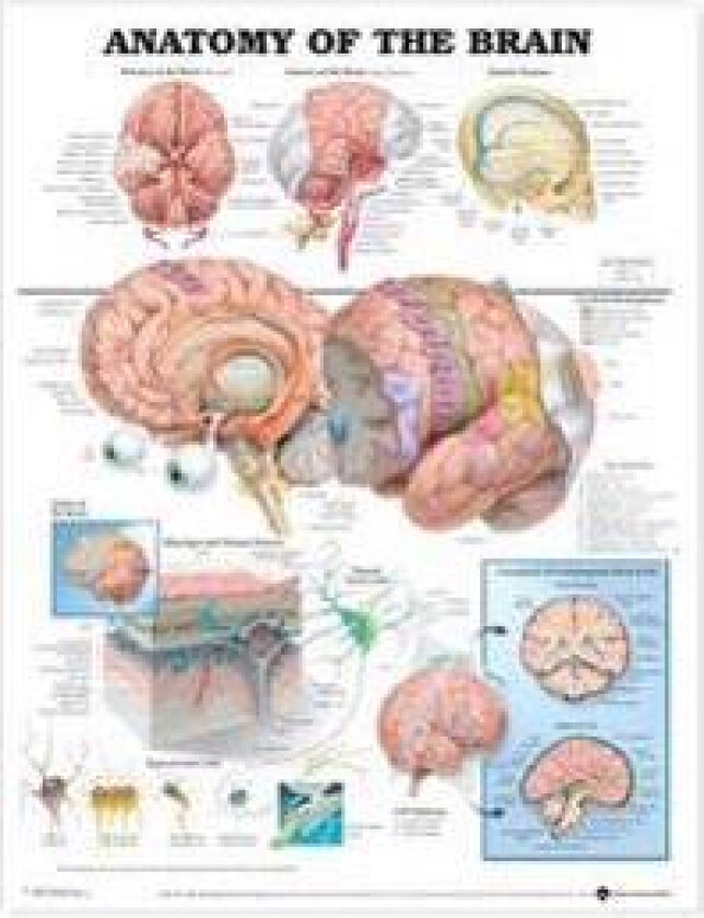 Anatomy of the Brain Anatomical Chart