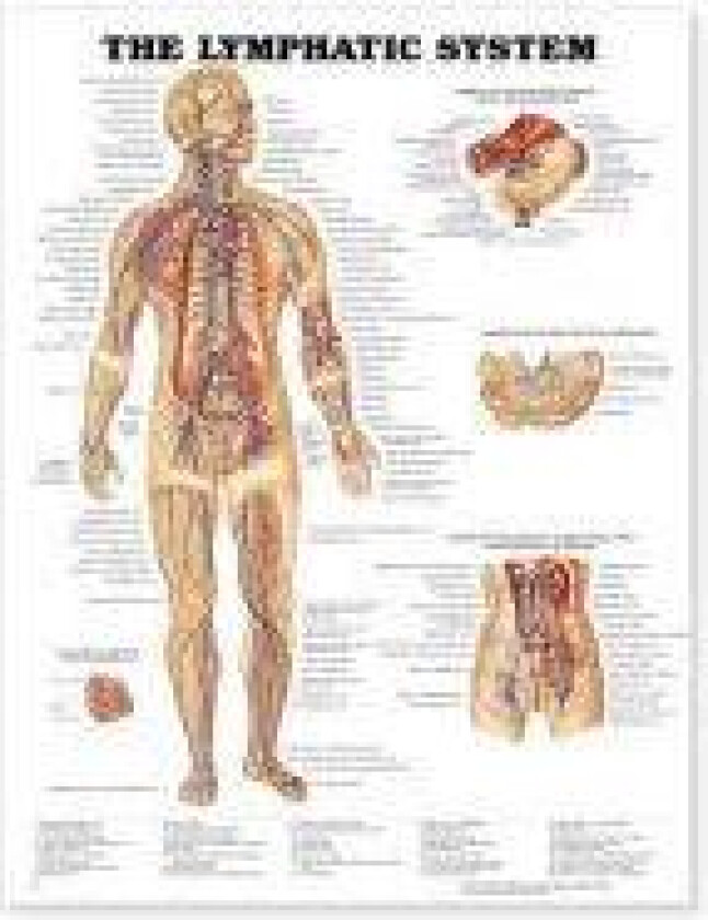 The Lymphatic System Anatomical Chart