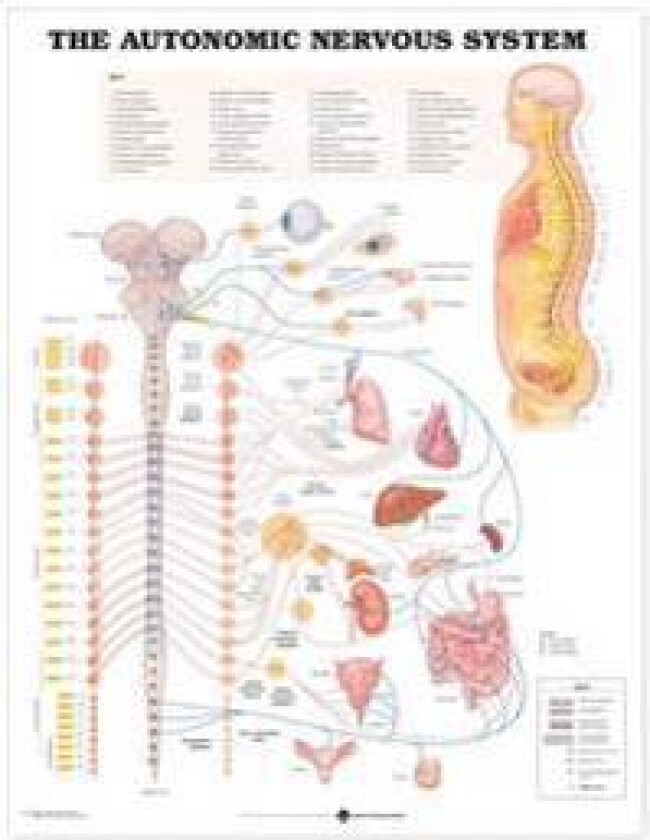 The Autonomic Nervous System Anatomical Chart