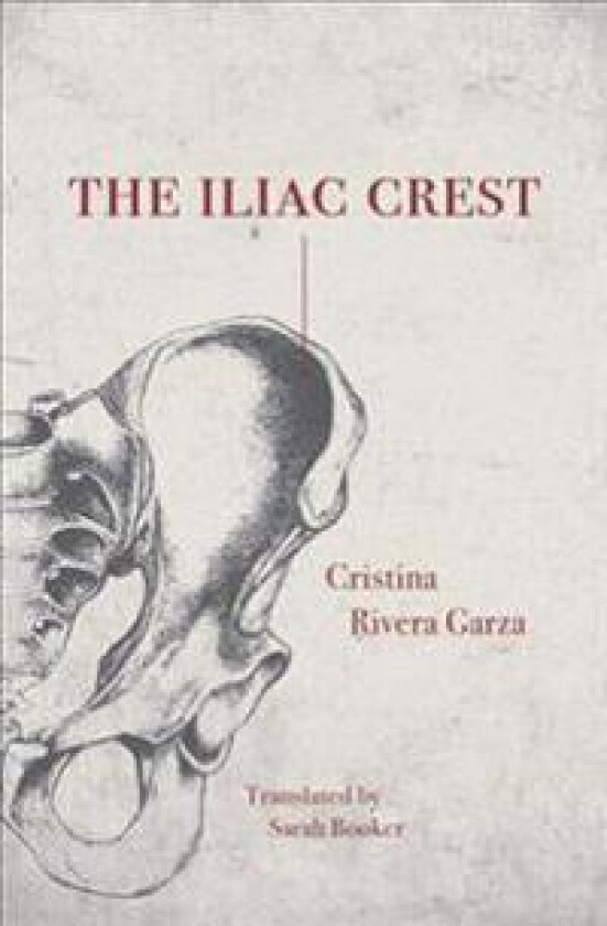 The Iliac Crest