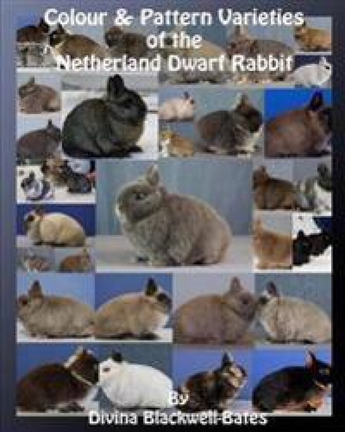 Colour & Pattern Varieties of the Netherland Dwarf Rabbit