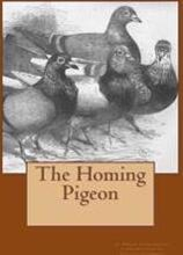 The Homing Pigeon