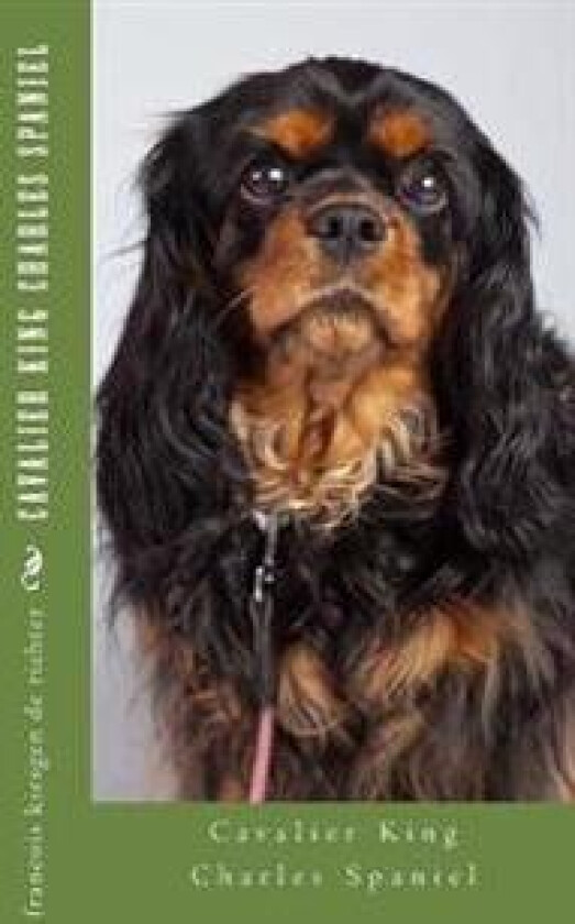 Cavalier King Charles Spaniel