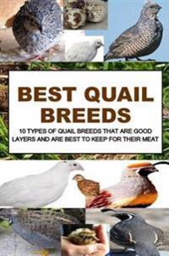 Best Quail Breeds: 10 Types of Quail Breeds That Are Good Layers and Are Best to Keep for Their Meat