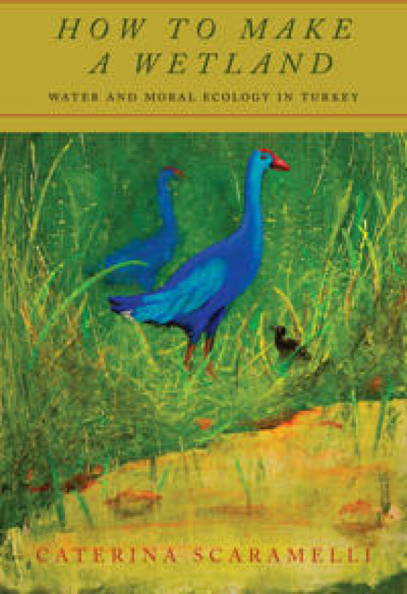 How to Make a Wetland