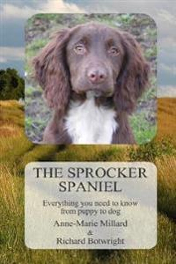 The Sprocker Spaniel: Everything You Need to Know from Puppy to Dog